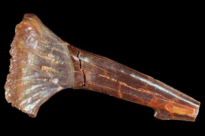 Bargain, Cretaceous Giant Sawfish (Onchopristis) Rostral Barb #72734